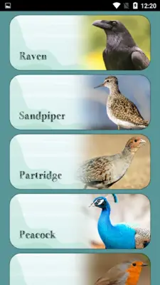 Bird Sounds android App screenshot 2