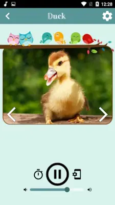 Bird Sounds android App screenshot 5